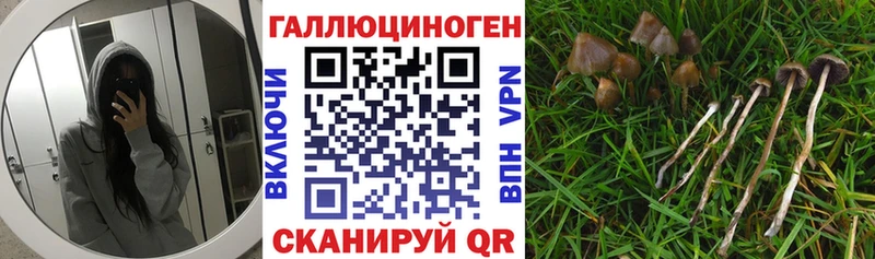 Галлюциногенные грибы прущие грибы  Купить закладки  Избербаш 